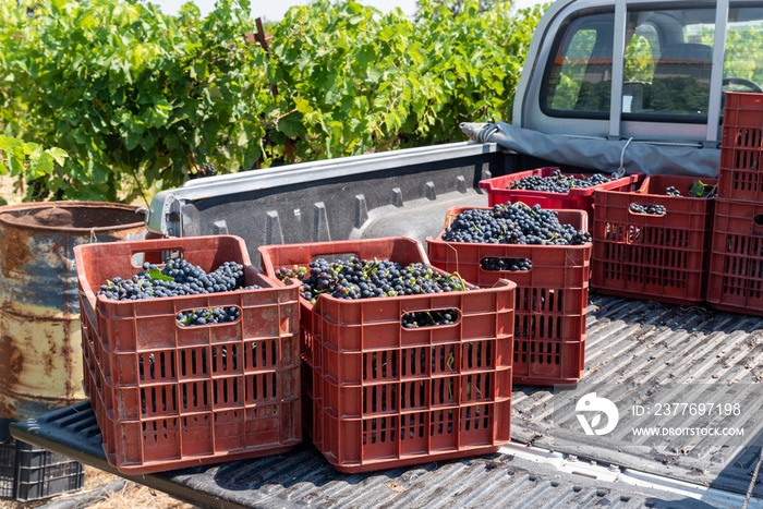 Baskets of red grapes on pickup truck, Grape harvest concept