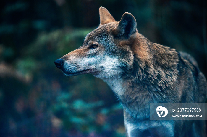 Eurasian wolf in forest. Side view.