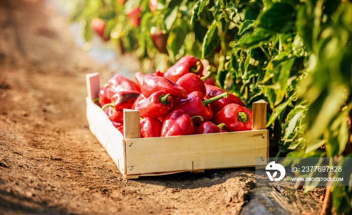 Paprika harvesting. Wooden crate full of paprika in the field. Agricultural concept