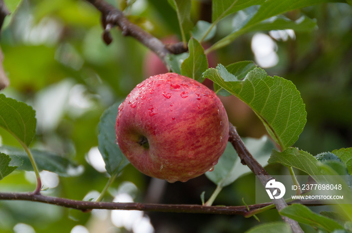 Close up of ripe and juicy royal gala apple on a branch with green leaves