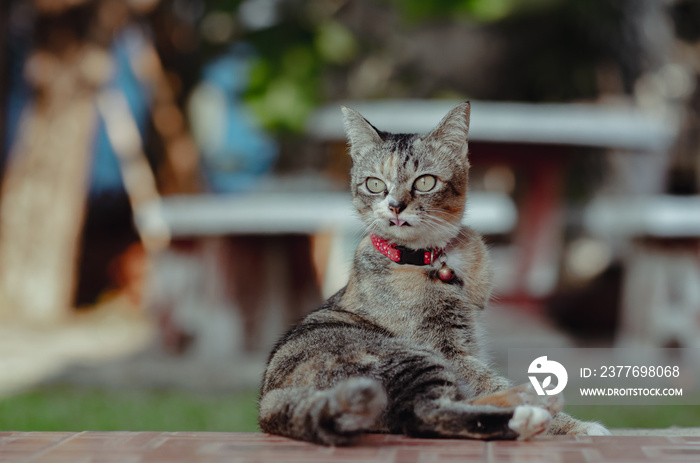 Adorable brown color domestic cat looks panic while sitting alone.