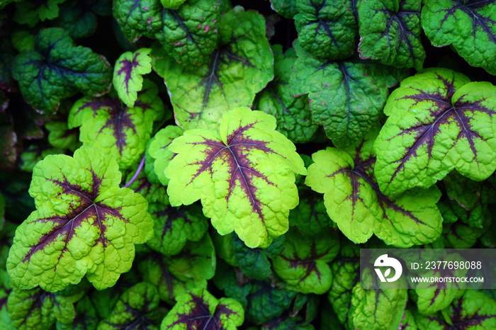 Purple and green leaves of the heuchera coral bells plant