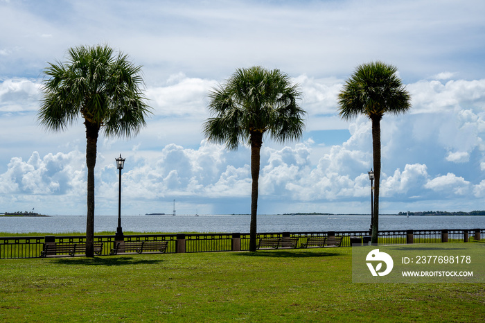 Three palmetto trees along the Charleston harbor