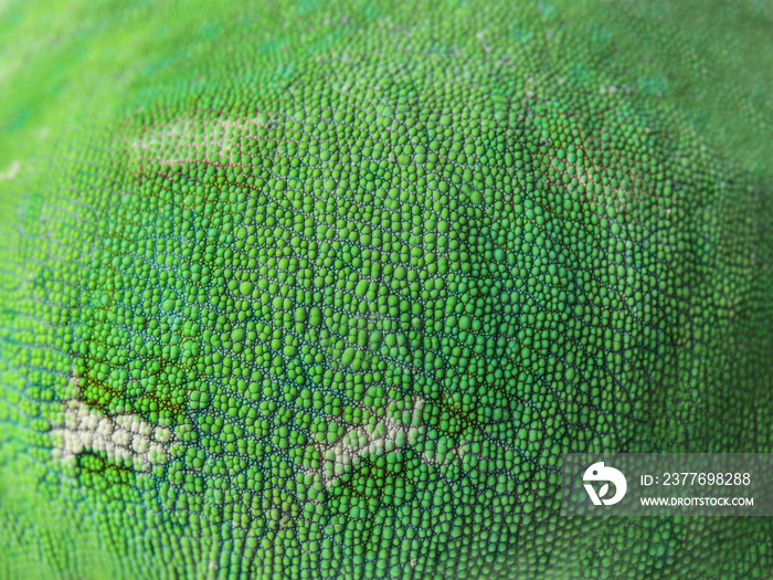 Texture of chameleon skin, closeup