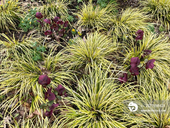 Close up of Helleborus and Carex oshimensis evergold seen in the garden in winter.