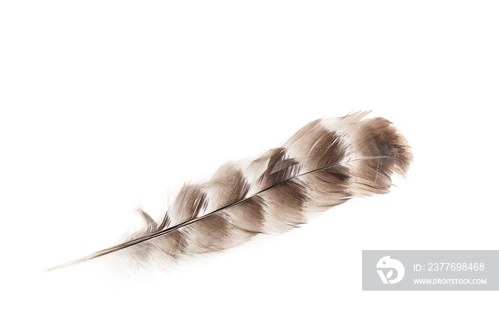 An owl feather isolated on white