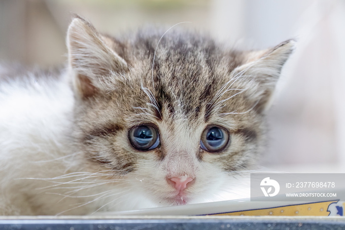 Stray kitten with milk in nose drinking milk