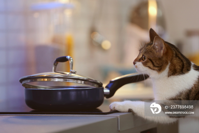 Cute funny cat and frying pan with tasty food in kitchen