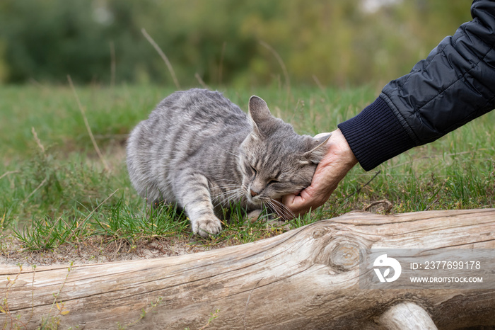 A stray cat on the street.A man pats the head of a street striped cat.Survival of stray cats on the street.