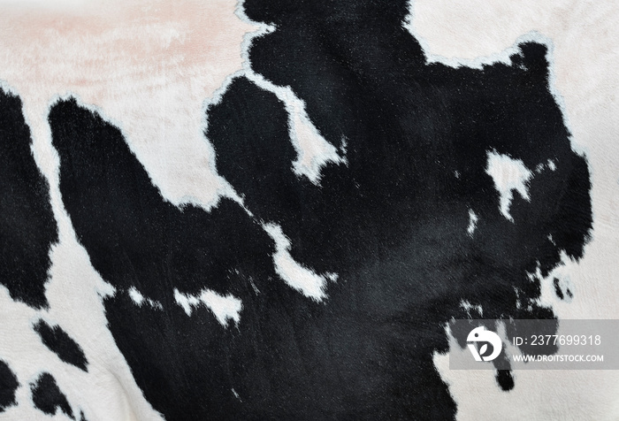 Black and White hair cow skin - real genuine natural fur, free space for text. Cowhide close up. Texture of a spotted cow coat. Fur background.