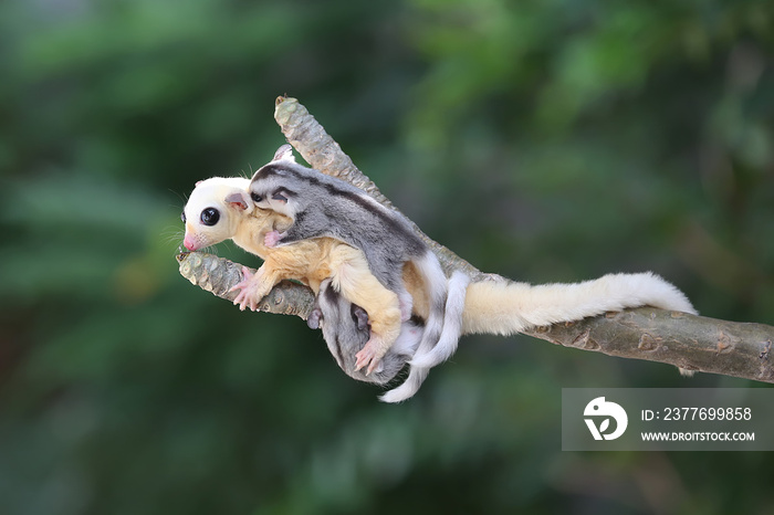 A mother sugar glider is looking for food while holding her two babies.