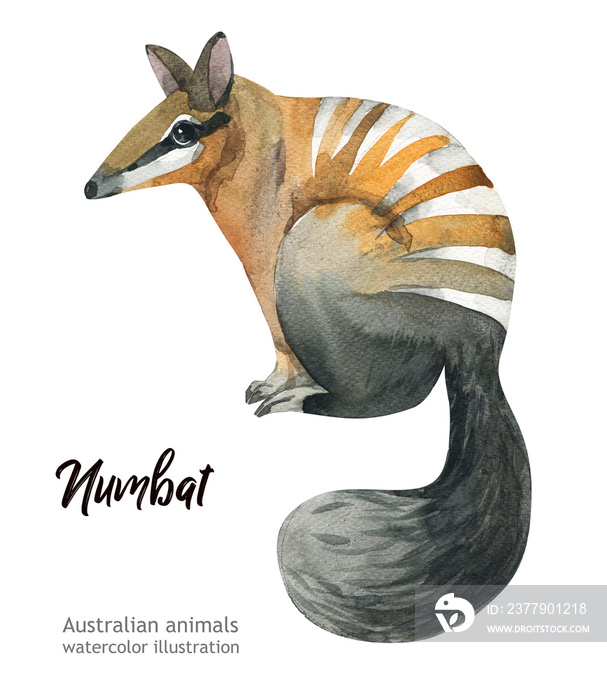 澳大利亚动物水彩插图手绘野生动物隔离在白色背景上。Numba