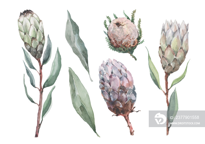 Protea and baxia watercolor botanical illustration. Isolated elements on a white background. Set of 