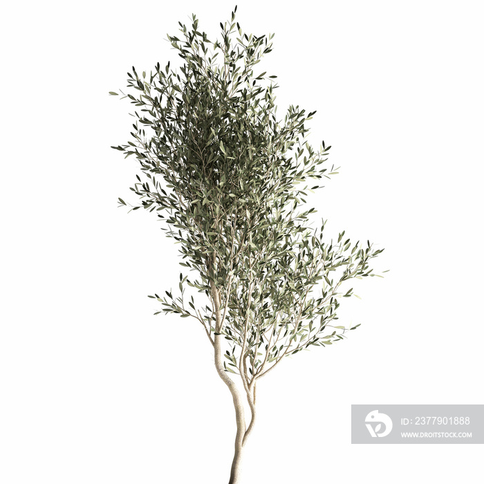 3D illustration of Olive tree in a rusty flowerpot isolated on white background