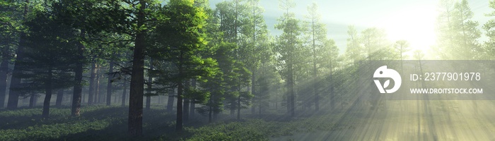 美丽的公园在清晨的阳光下雾中，森林在雾霾中，阳光在其中