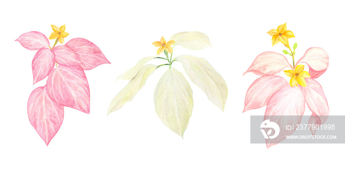 Watercolor Philippine Mussaenda philippica