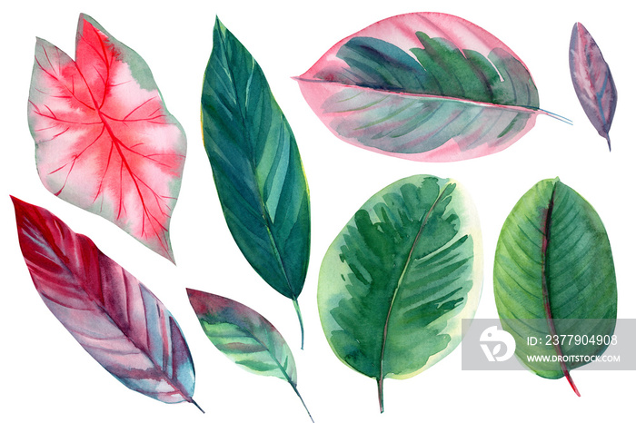 孤立的白色背景上的一组叶子，水彩插图，热带的粉色和绿色叶子