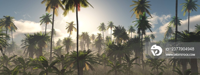 Morning in the jungle, Jungle in the fog, Panorama of the rainforest, palm trees in the fog, jungle 