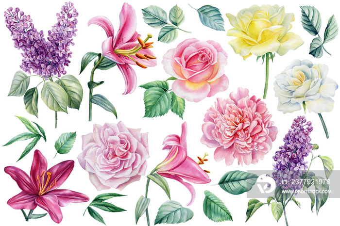 Flowers of lilac, rose, peony and lily on a white background, hand-drawn. Watercolor botanical illus