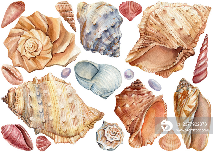 Seashells watercolor, hand drawn illustrations isolated on white background. Summer sea clipart