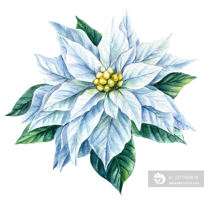 White flower, christmas star, poinsettia on an isolated background, watercolor illustration