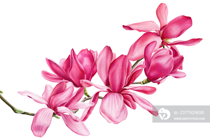 粉色木兰花的枝条，背景为孤立的白色，水彩花朵