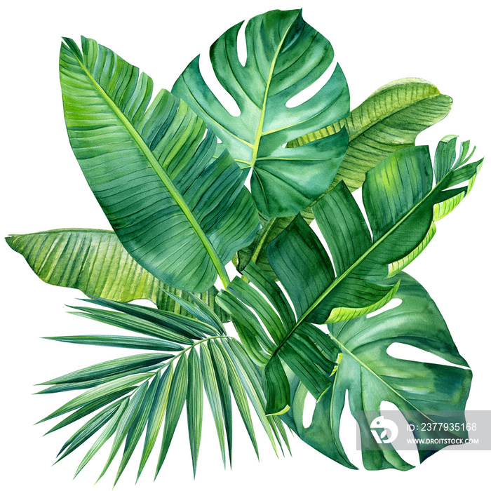 Tropical plants, green leaves on white background, watercolor illustration, jungle design