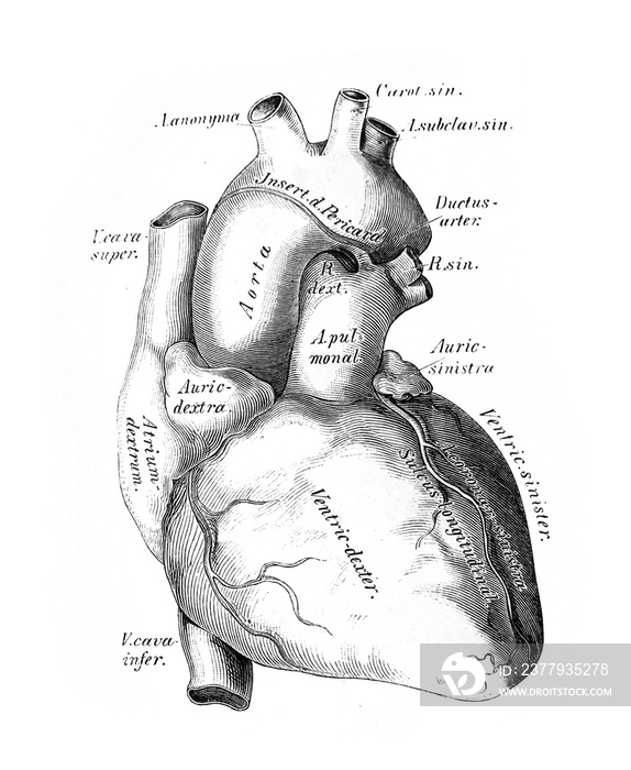 C.H的《死亡的Anatomie des Menschen》一书中关于心脏和大血管的插图