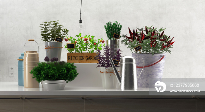 厨房花园，家庭芳香植物烹饪，三维插图，三维渲染