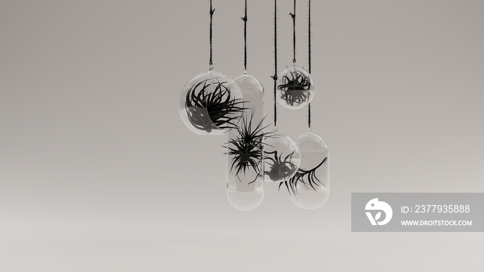 悬挂在玻璃碗中的空气植物黑色集合3d插图3d渲染