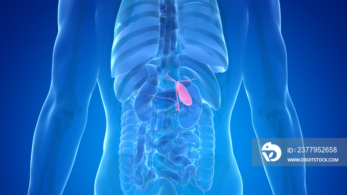 男性胆囊的三维医学精确图示