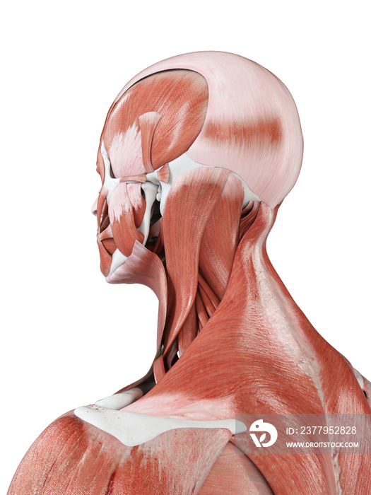 3d rendered medically accurate illustration of the head and neck muscles