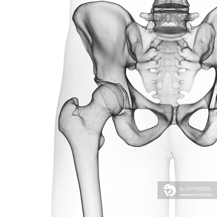髋关节的三维医学精确图示