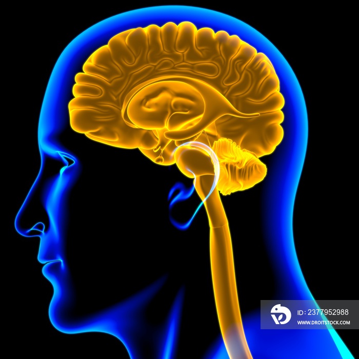 医学概念三维人体大脑内部解剖