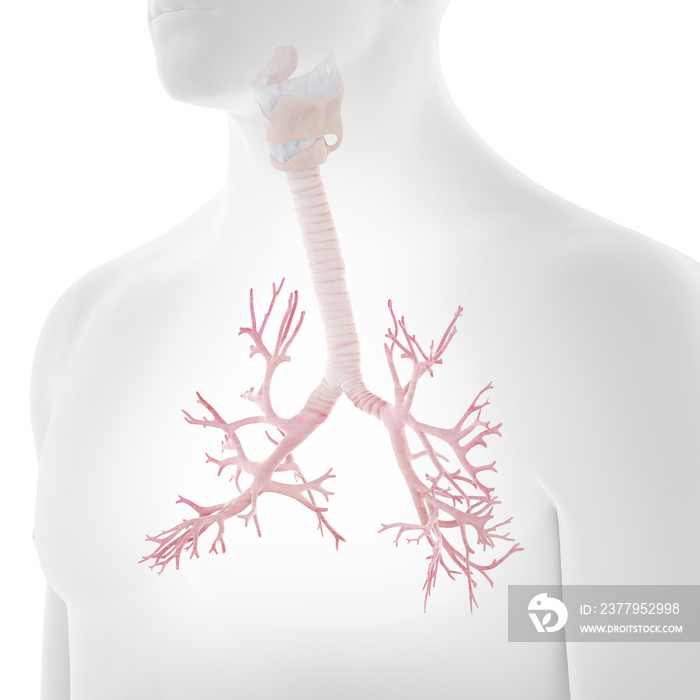 3d rendered medically accurate illustration of the human bronchi