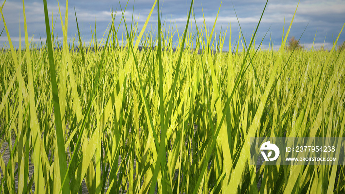 green wheat field