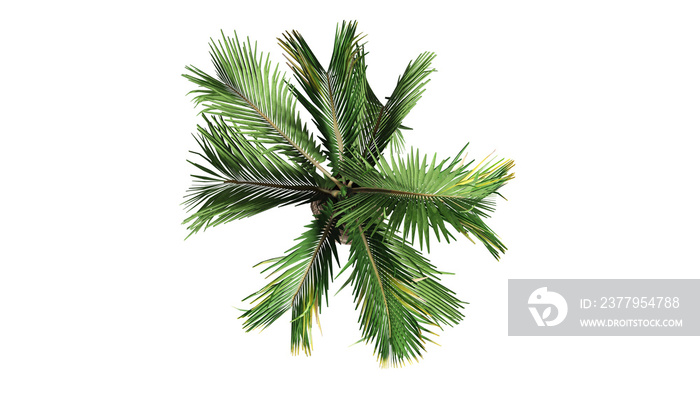 3D俯视图绿色金丝雀棕榈树隔离在白色背景上，用于architec中的可视化