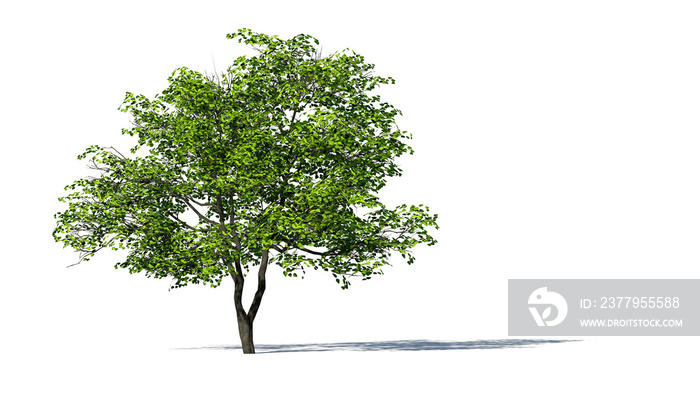 Hi-Resolution Beautiful 3D Trees Isolated with shadow on white background , Use for visualization in