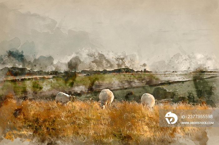 Digitally created watercolor painting of Beautiful vibrant Summer evening landscape image of sheep g