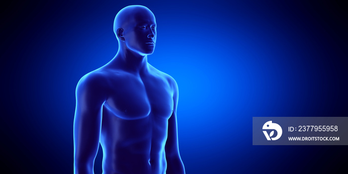 3d rendered medically accurate illustration of the male upper body