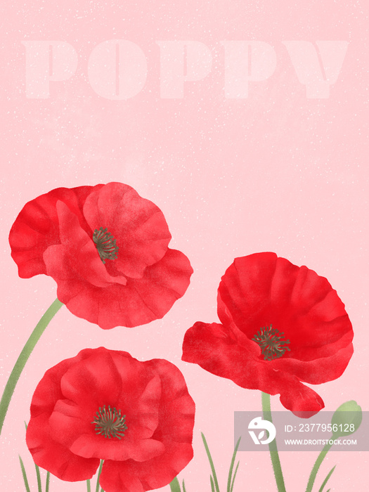 beautiful tender blossoming of fresh poppy flowers with text poppy