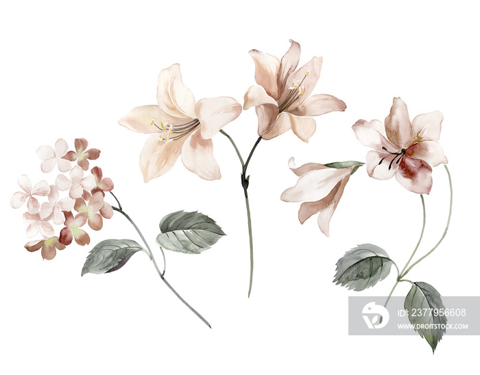 Flowers watercolor illustration.Manual composition.Big Set watercolor elements.