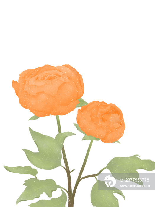 beautiful tender blossoming of fresh orange peony flowers on transparent background