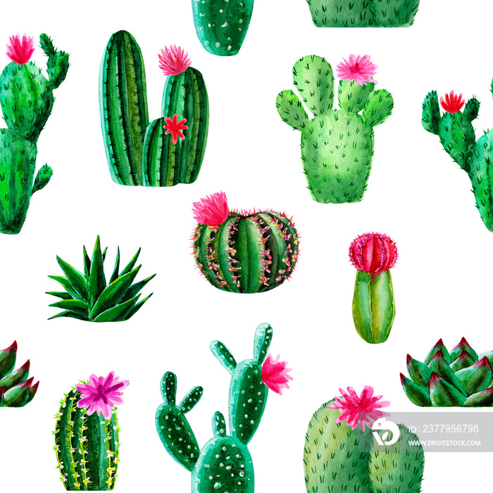 Pattern of watercolor exotic cactus, succulent, isolated illustration on white background. hand draw