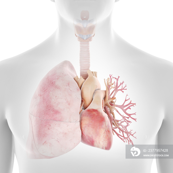 人体心脏和肺部的三维医学精确图示