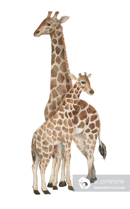 Hand drawn watercolor illustration with cute giraffes. Baby and mother giraffe isolated on the white
