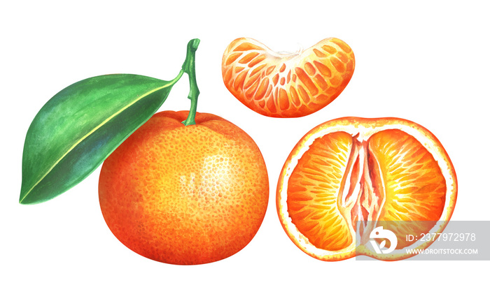 白色背景上孤立的橘子。手绘水彩插图。