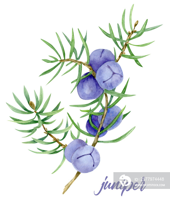 illustration of juniper berry on branch
