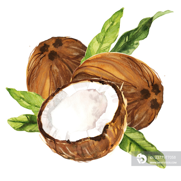 Watercolor hand drawn coconut with leaves botanical illustration isolated on white background