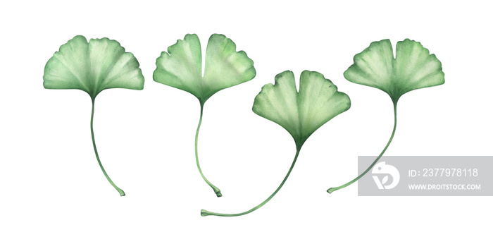 Ginko leaves isolated on white. Watercolor hand drawn illustration.